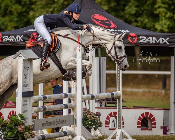 broodmare Marry-Anne (German Sport Horse, 2012, from Casdorff)