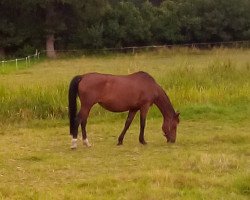 broodmare Senorita (Oldenburg, 2000, from De Niro)