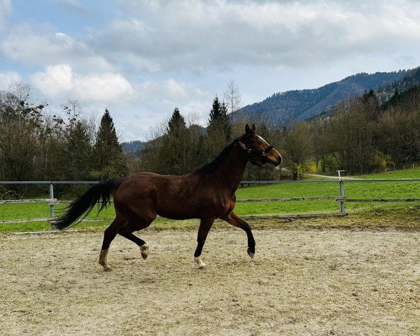 Springpferd Sweet Little Princess (KWPN (Niederländisches Warmblut), 2006, von Sydney)