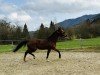 jumper Sweet Little Princess (KWPN (Royal Dutch Sporthorse), 2006, from Sydney)