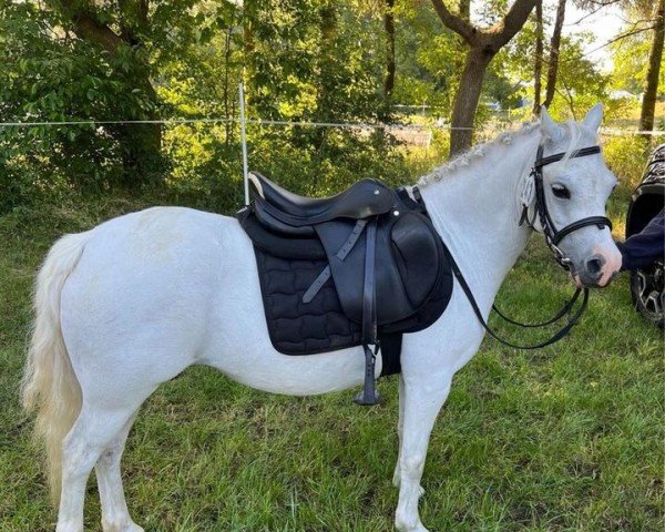 Pferd Rosenbeeks Funny Girl (Welsh Mountain Pony (Sek.A), 2010, von Ruiten A Quattro)