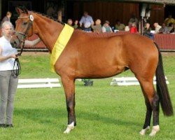 broodmare Feentanz (Hanoverian, 2010, from Fürst Nymphenburg)