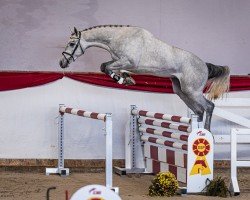 Springpferd Hengst von Zirocco Blue / Cardento (KWPN (Niederländisches Warmblut), 2022, von Zirocco Blue)