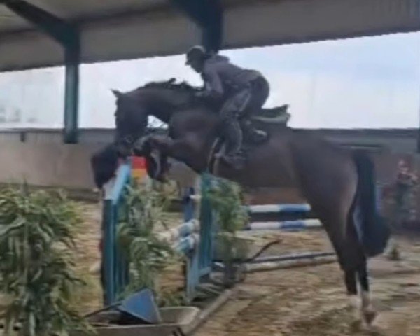 broodmare Einzigartige (Zangersheide riding horse, 2021, from Epleaser van het Heike)