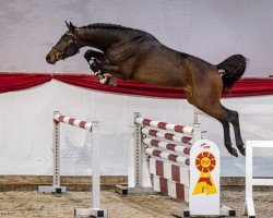 Springpferd Hengst von Zinedream / Glenn Alme (Deutsches Sportpferd, 2022, von Zinedream)