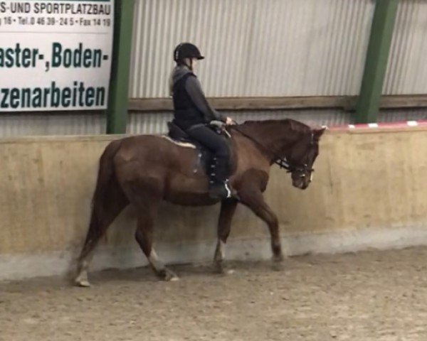 dressage horse St.Annens Askan (unknown, 2002, from Antares N)