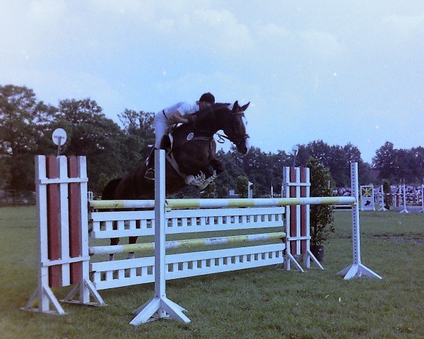 horse Pandra 5 (Westphalian, 1980, from Parvenü)