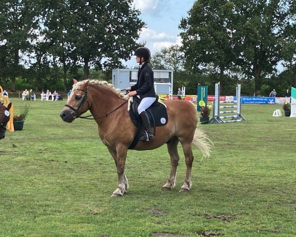 horse Lasse (Haflinger, 2003, from Maestro)