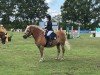 Pferd Lasse (Haflinger, 2003, von Maestro)