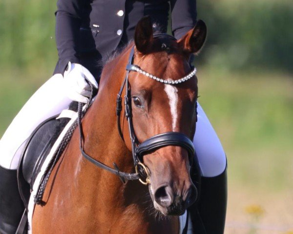 dressage horse Skylar Grey (Oldenburg, 2019, from Proud Rocketti)