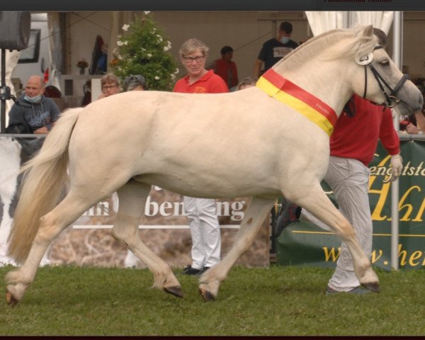 Pferd Malve WE (Fjordpferd, 2018, von Harkon)