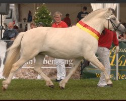 horse Malve WE (Fjord Horse, 2018, from Harkon)