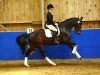 dressage horse Rookie 12 (Westphalian, 2004, from Rockwell)