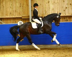 dressage horse Rookie 12 (Westphalian, 2004, from Rockwell)