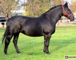 broodmare Dafne (Schlesier, 2009, from Derit)