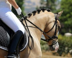 dressage horse Coole Optik (German Riding Pony, 2008, from FS Champion de Luxe)