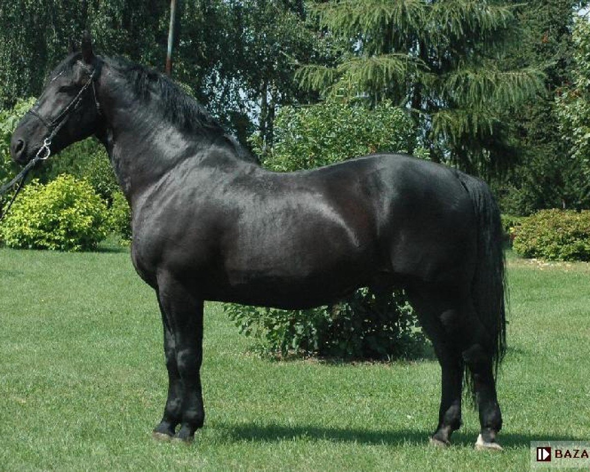 Deckhengst Derit (Schlesier, 1994, von Liton)