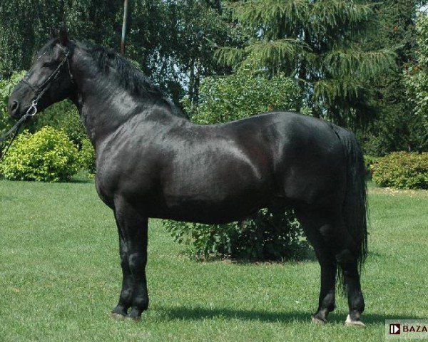 stallion Derit (Schlesier, 1994, from Liton)