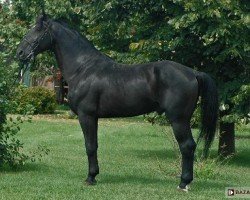 stallion Burgund (Schlesier,  , from Palant 635)