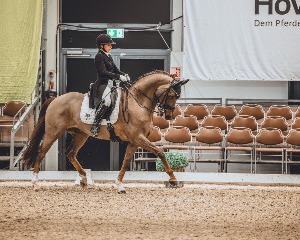 dressage horse Ikke 5 (KWPN (Royal Dutch Sporthorse), 2013, from Everdale)