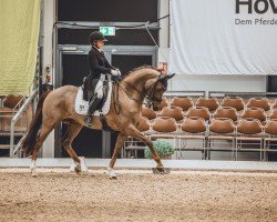 dressage horse Ikke 5 (KWPN (Royal Dutch Sporthorse), 2013, from Everdale)