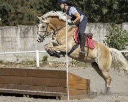 Zuchtstute Baira 2 (Haflinger, 2014, von Stano)