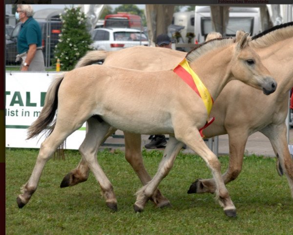 Pferd Dirac (Fjordpferd, 2021, von Ågerupgårds Disko)