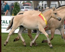 horse Dirac (Fjord Horse, 2021, from Ågerupgårds Disko)