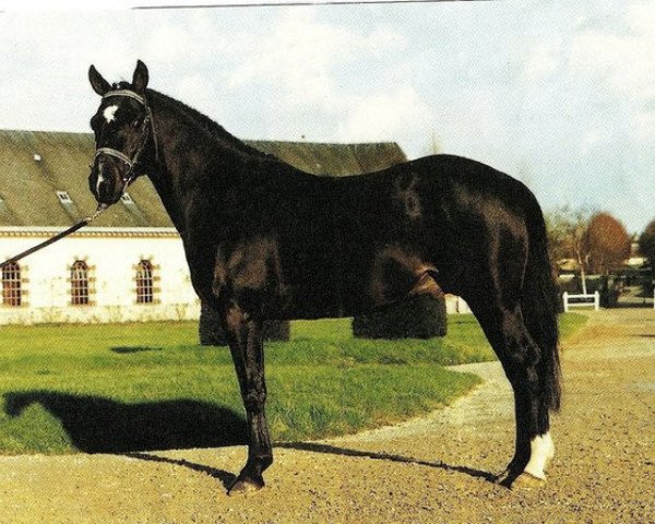 Deckhengst Goliath des Londes (Französisches Pony, 1994, von Syrius de Mai)