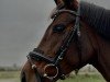 dressage horse Topia (German Sport Horse, 2017, from Birkhof's Topas FBW)