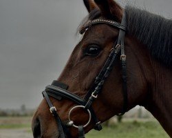 dressage horse Topia (German Sport Horse, 2017, from Birkhof's Topas FBW)