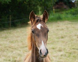 foal by Baronesse Of Fire (Hanoverian, 2024, from Barbarossa)