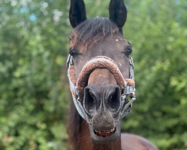 dressage horse Tanzaniet W (KWPN (Royal Dutch Sporthorse), 2023, from Livius)