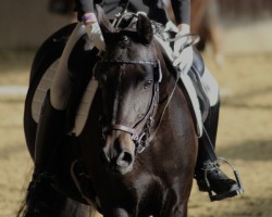 jumper Living Easy (German Riding Pony, 2010, from Henry)