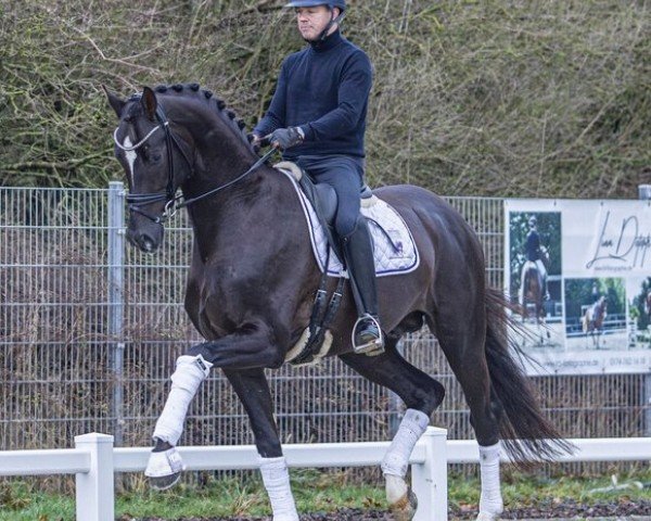 dressage horse Bonfilio (Hanoverian, 2020, from Bon Courage 4)