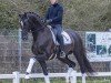 stallion Bonfilio (Hanoverian, 2020, from Bon Courage 4)