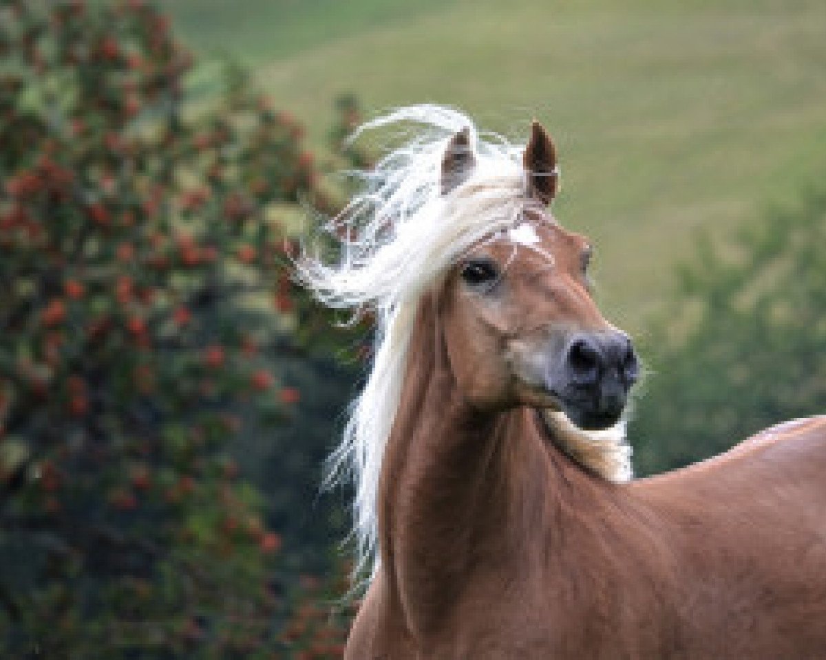 Deckhengst Novill (Haflinger, 2000, von Nastral)