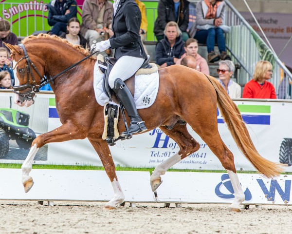 Dressurpferd Naturtalent VEC (Deutsches Reitpony, 2019, von Fs Numero Uno)