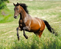 broodmare Smartie (Hanoverian, 2012, from Stalypso)