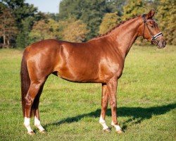 broodmare Visa Gold VEC (Hanoverian, 2019, from Vitalis)