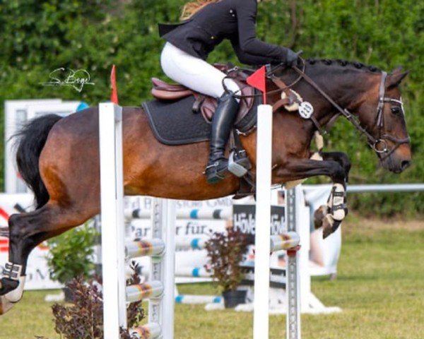 jumper Hardi 7 (Nederlands Rijpaarden en Pony, 2005)