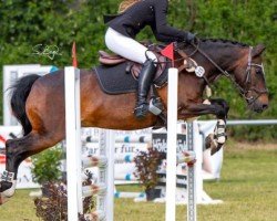 jumper Hardi 7 (Nederlands Rijpaarden en Pony, 2005)