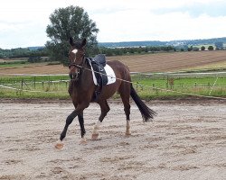 Dressurpferd Diamond Sparkle (Oldenburger, 2017, von Diamond Hit)