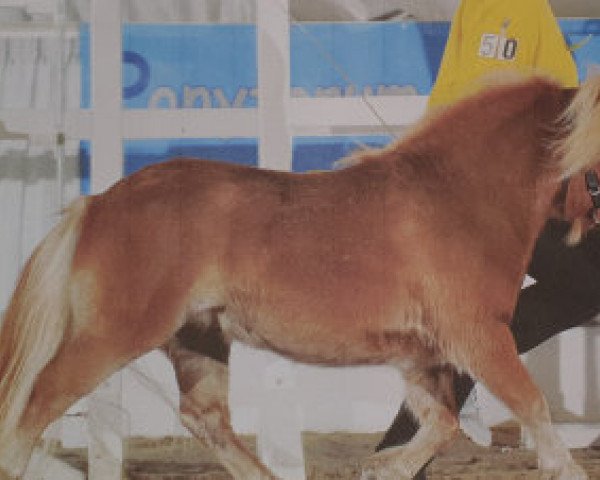 Deckhengst Gustavo B (Shetland Pony (unter 87 cm), 2017, von Gustav B)