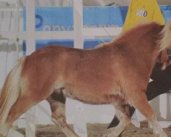 stallion Gustavo B (Shetland pony (under 87 cm), 2017, from Gustav B)