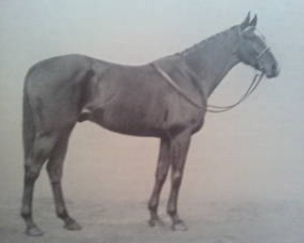 stallion Contrevent xx (Thoroughbred, 1935, from Deiri xx)