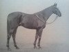 stallion Contrevent xx (Thoroughbred, 1935, from Deiri xx)