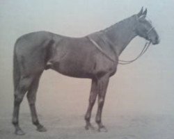 stallion Contrevent xx (Thoroughbred, 1935, from Deiri xx)