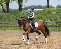 dressage horse Sweet Sensation 5 (Hanoverian, 2015, from Sarotti Mocca-Sahne)