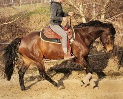 Pferd Badgers Jac James (Quarter Horse, 2017)